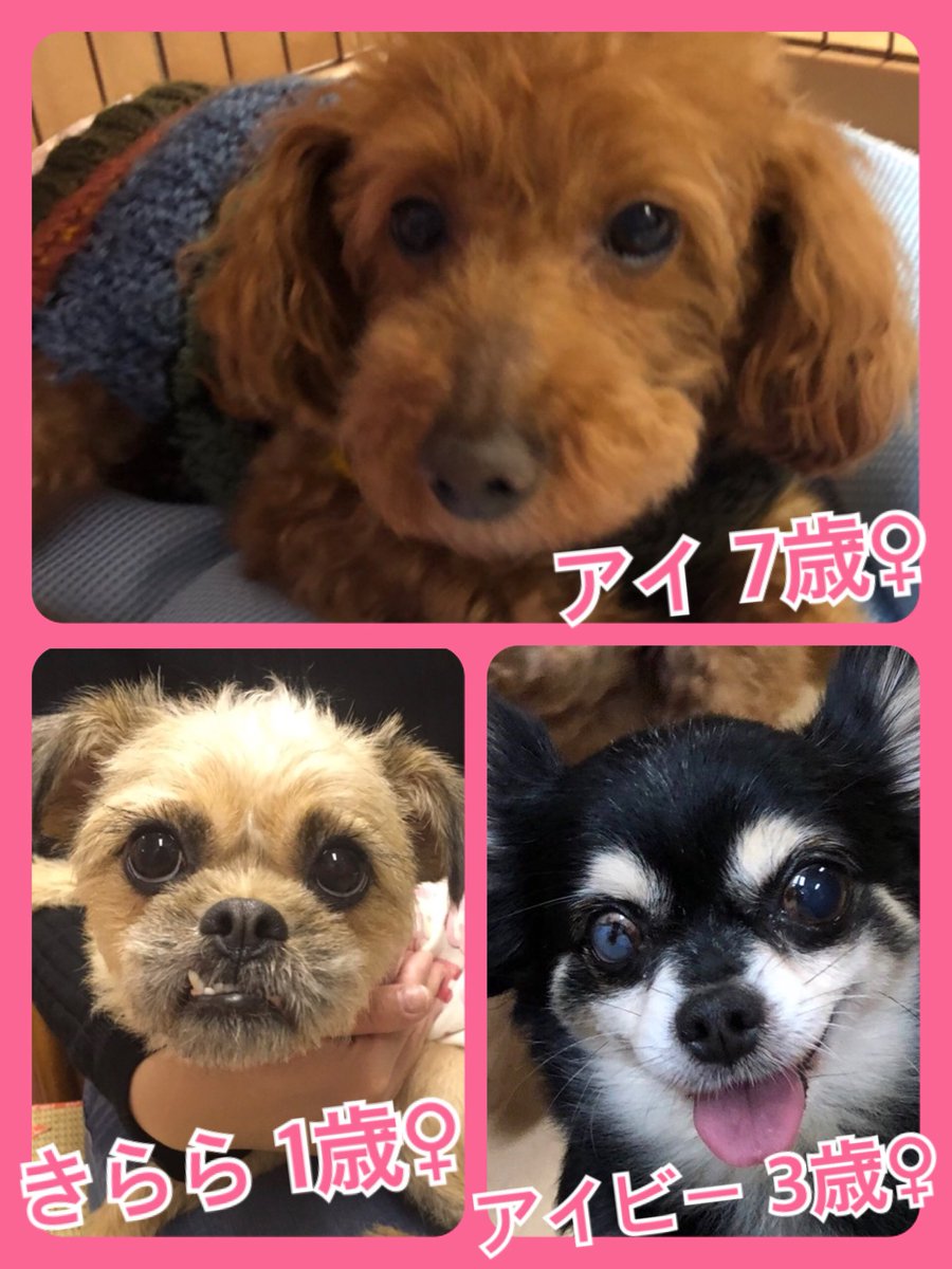 🐾今日の里親様募集中ワンコ🐶メンバーです🐾2019,2,13